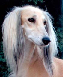 Vaya