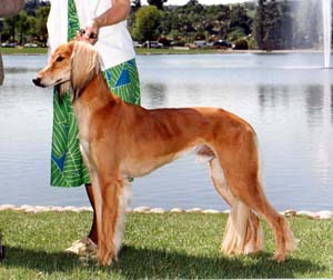 Zephyrus